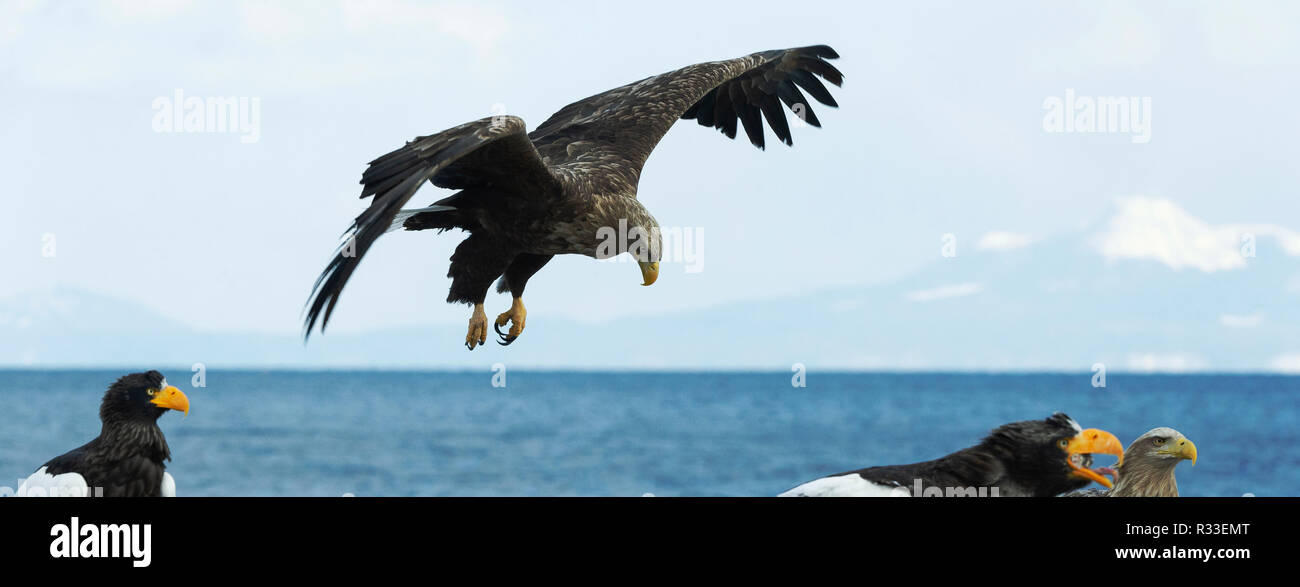 White-tailed eagle in flight. Sky? ocean and snow-covered mountain  background. Scientific name: Haliaeetus albicilla, Ern, erne, gray eagle, Eurasian Stock Photo