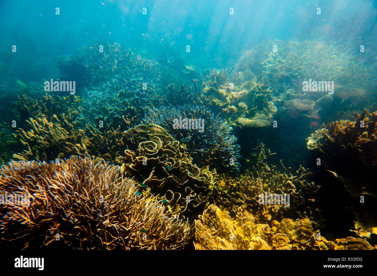 Ningaloo Reef Coral Bay Western Australia Stock Photo Alamy