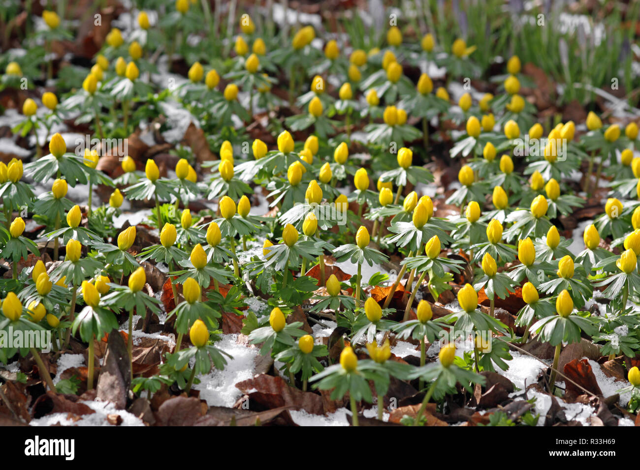 winterlings in the snow Stock Photo