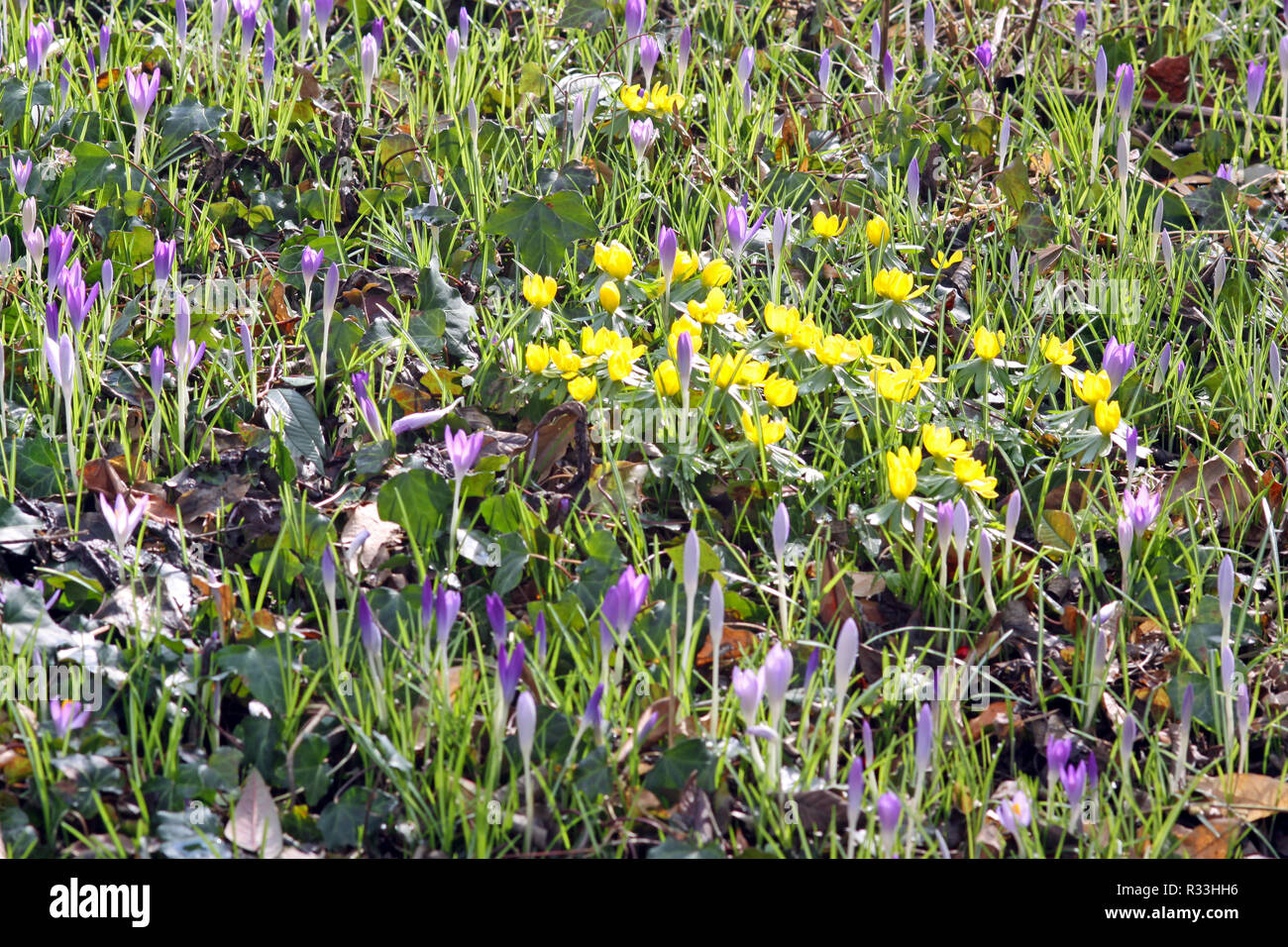 flowering of crocuses and winterlingen Stock Photo