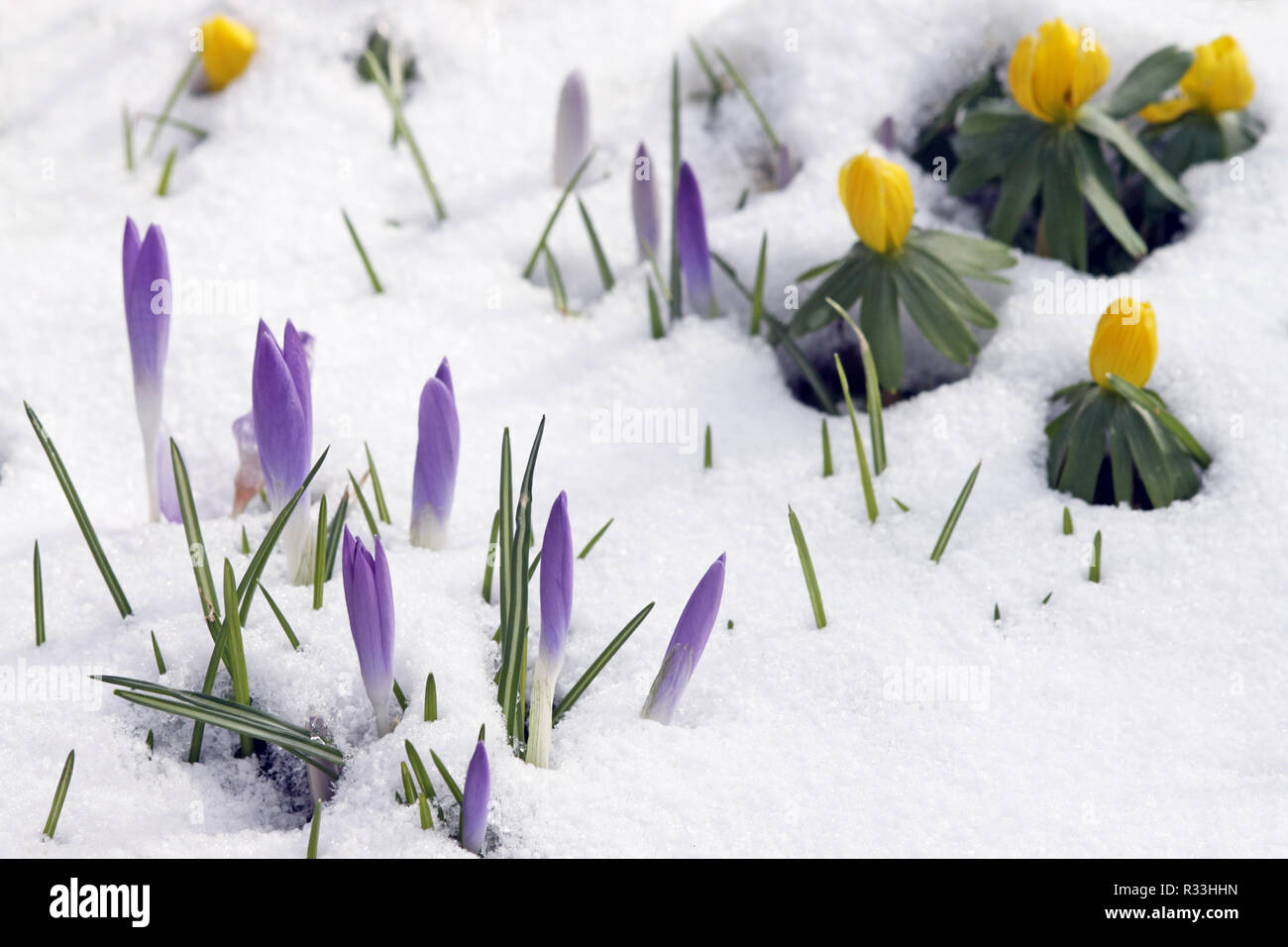 crocuses and winter aconite in the snow Stock Photo