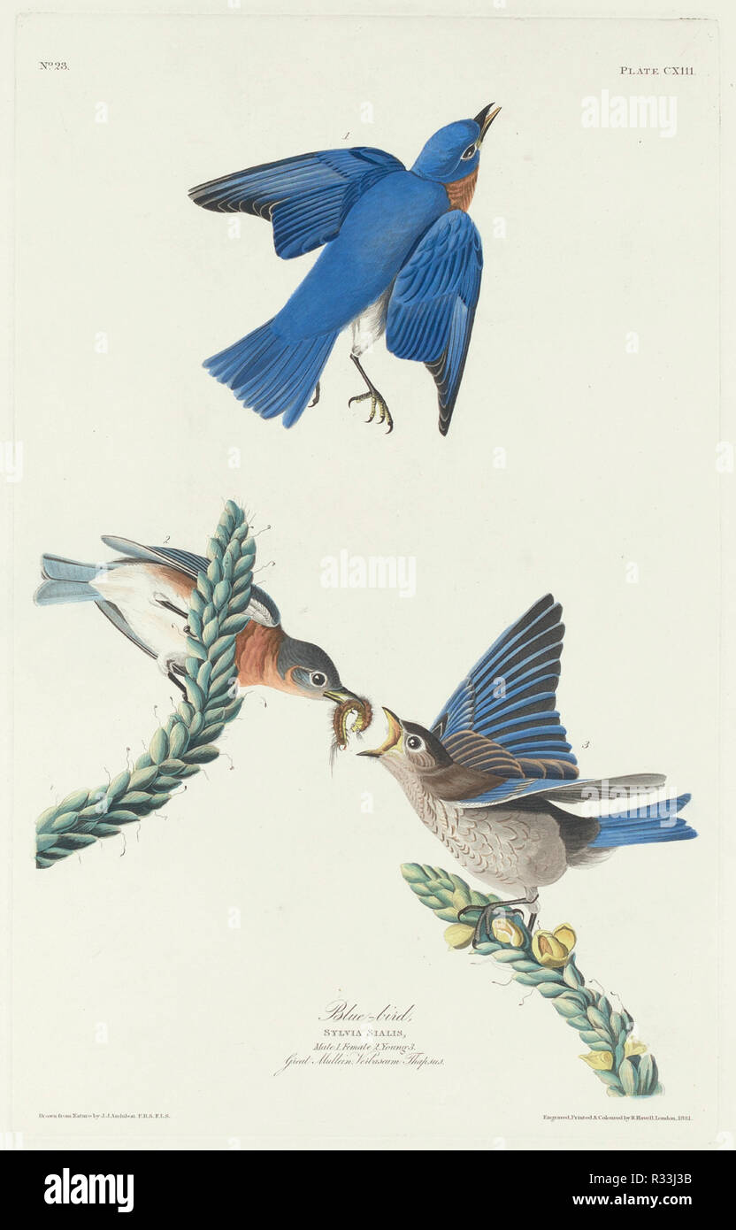 Blue-Bird. Dated: 1831. Medium: hand-colored etching and aquatint on Whatman paper. Museum: National Gallery of Art, Washington DC. Author: Robert Havell after John James Audubon. Robert Havell. John James Audubon. AUDUBON, JOHN JAMES. Stock Photo