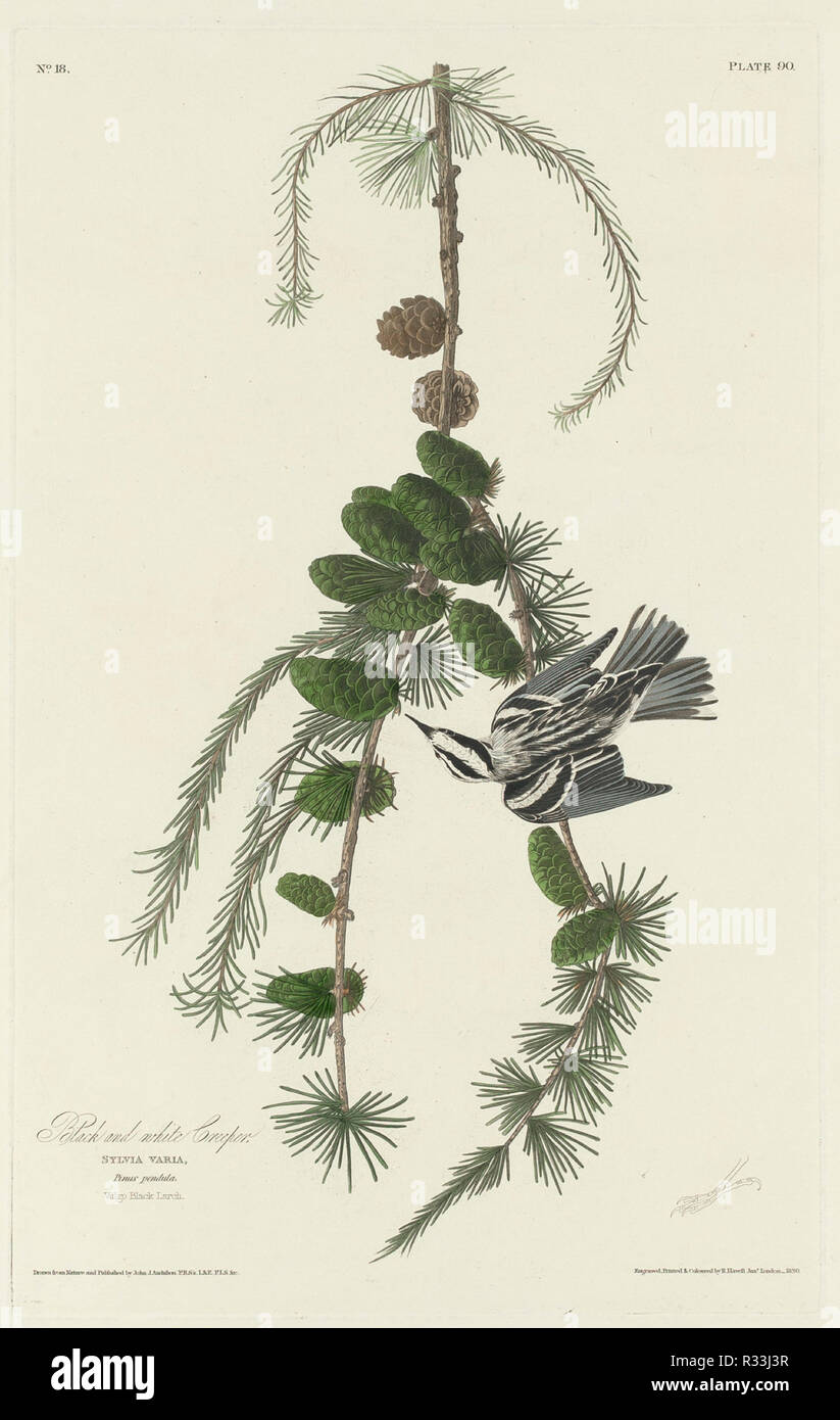 Black and White Creeper. Dated: 1830. Medium: hand-colored etching and aquatint on Whatman paper. Museum: National Gallery of Art, Washington DC. Author: Robert Havell after John James Audubon. Stock Photo