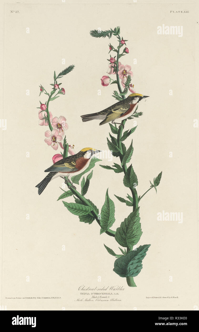 Chestnut-sided Warbler. Dated: 1829. Medium: hand-colored etching and aquatint on Whatman paper. Museum: National Gallery of Art, Washington DC. Author: Robert Havell after John James Audubon. Stock Photo