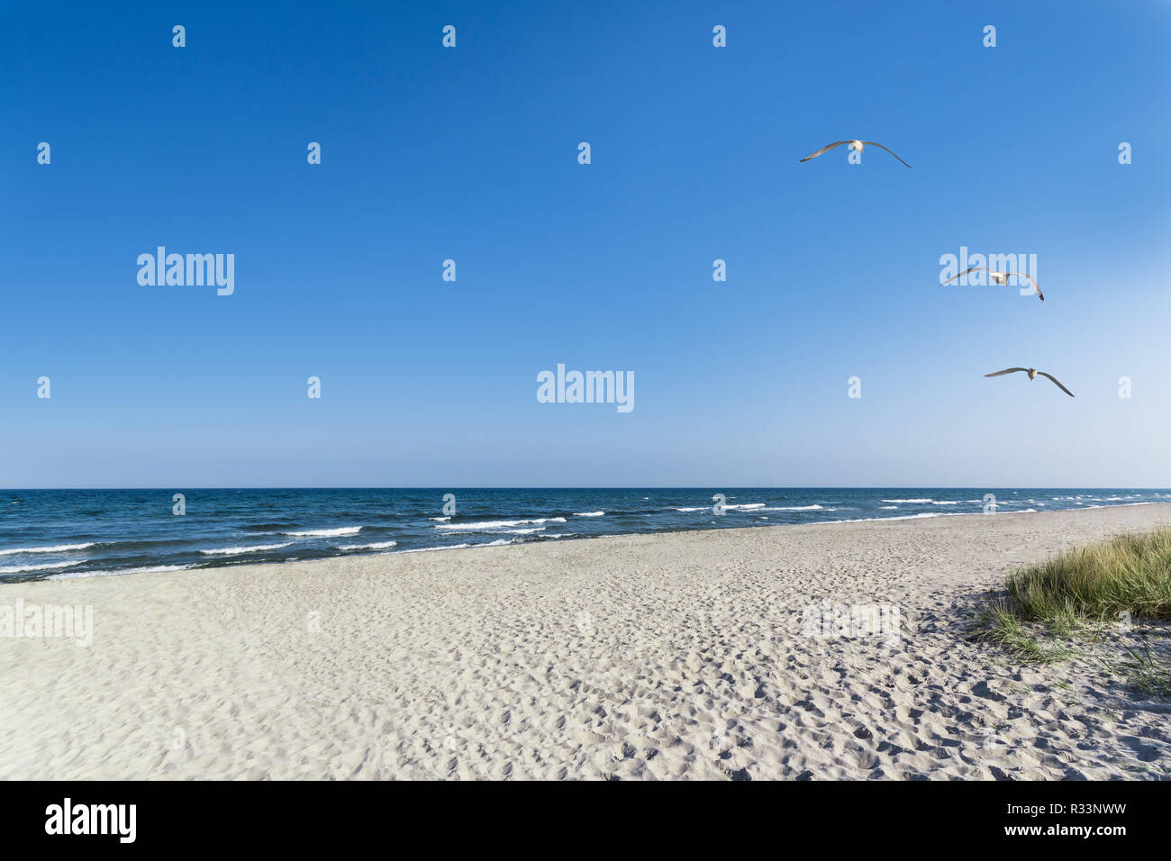 gulls on the beach Stock Photo
