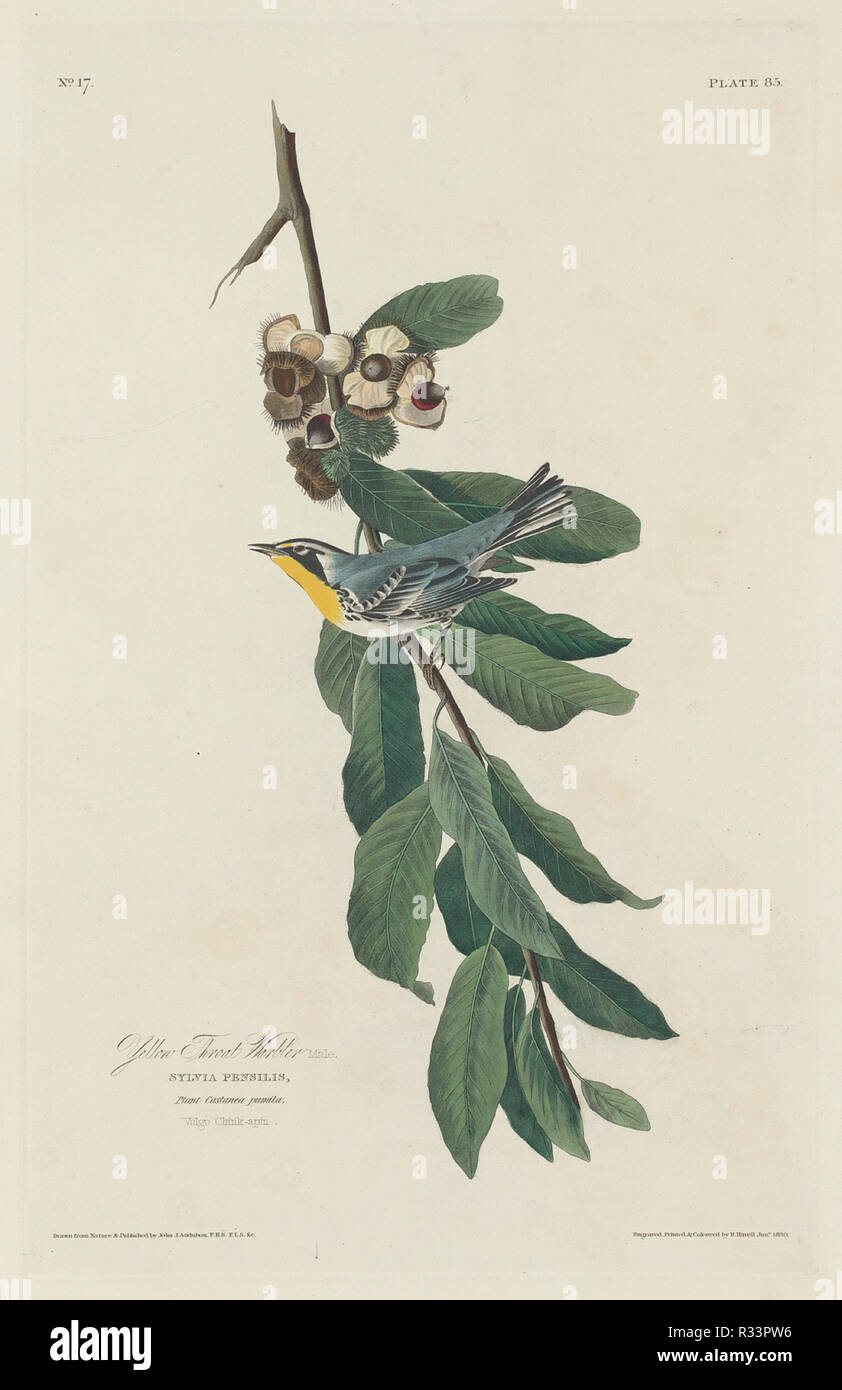 Yellow-throated Warbler. Dated: 1830. Medium: hand-colored etching and aquatint on Whatman paper. Museum: National Gallery of Art, Washington DC. Author: Robert Havell after John James Audubon. Stock Photo