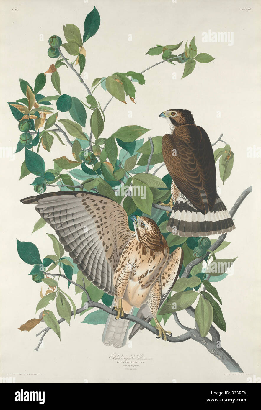 Broad-winged Hawk. Dated: 1830. Dimensions: plate: 96.2 x 65 cm (37 7/8 x 25 9/16 in.)  sheet: 100.7 x 67.8 cm (39 5/8 x 26 11/16 in.). Medium: hand-colored etching and aquatint on Whatman paper. Museum: National Gallery of Art, Washington DC. Author: Robert Havell after John James Audubon. Stock Photo