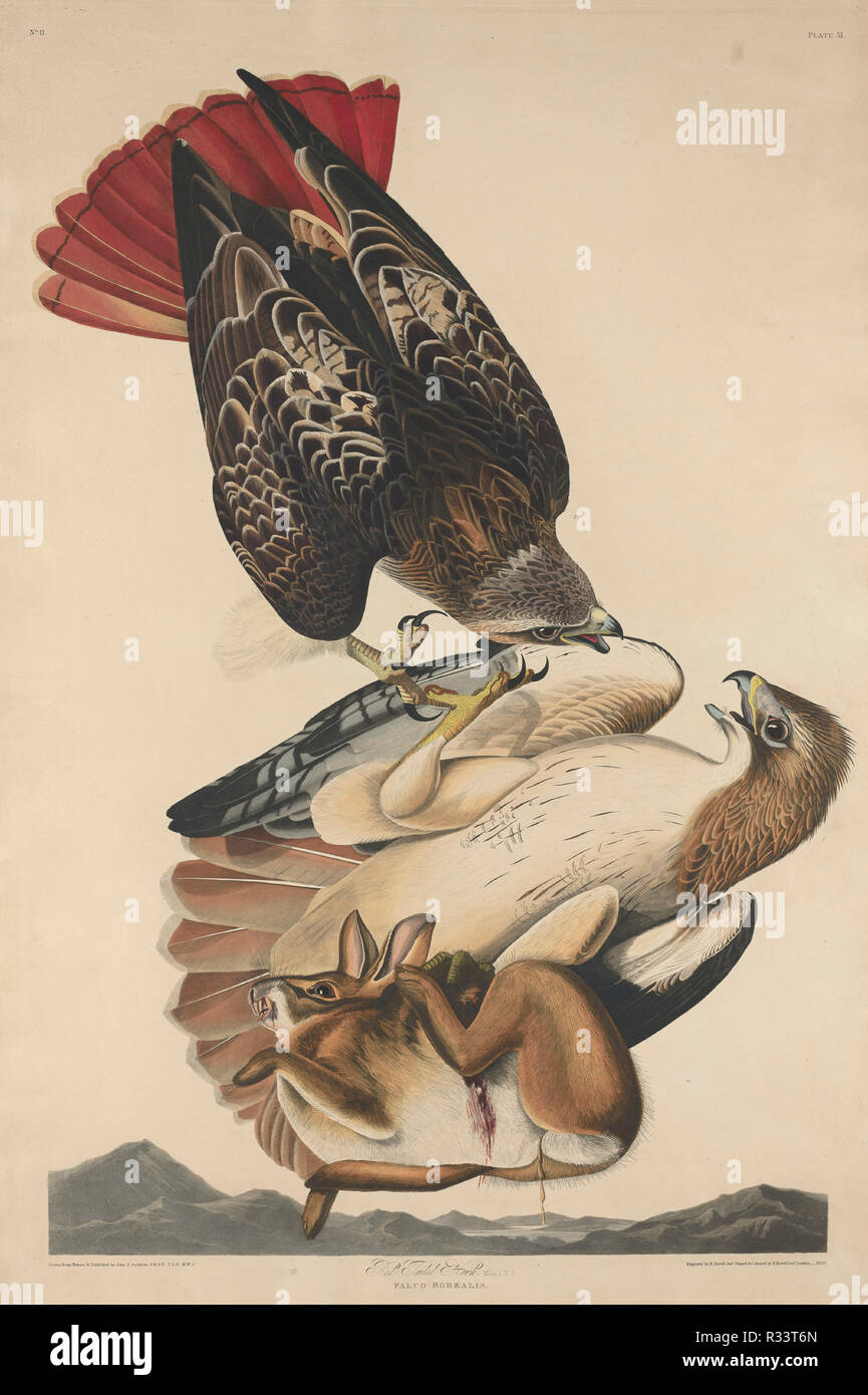 Red Tailed Hawk. Dated: 1829. Medium: hand-colored etching and aquatint on Whatman paper. Museum: National Gallery of Art, Washington DC. Author: Robert Havell after John James Audubon. Stock Photo