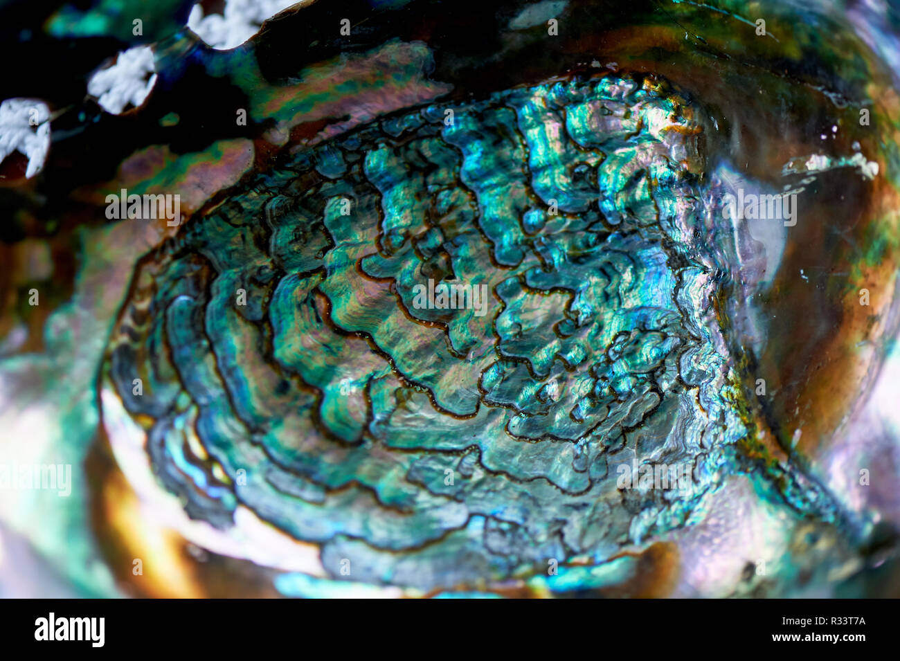 Texture. Large mother of pearl shell. Macro. World of marine life Stock Photo