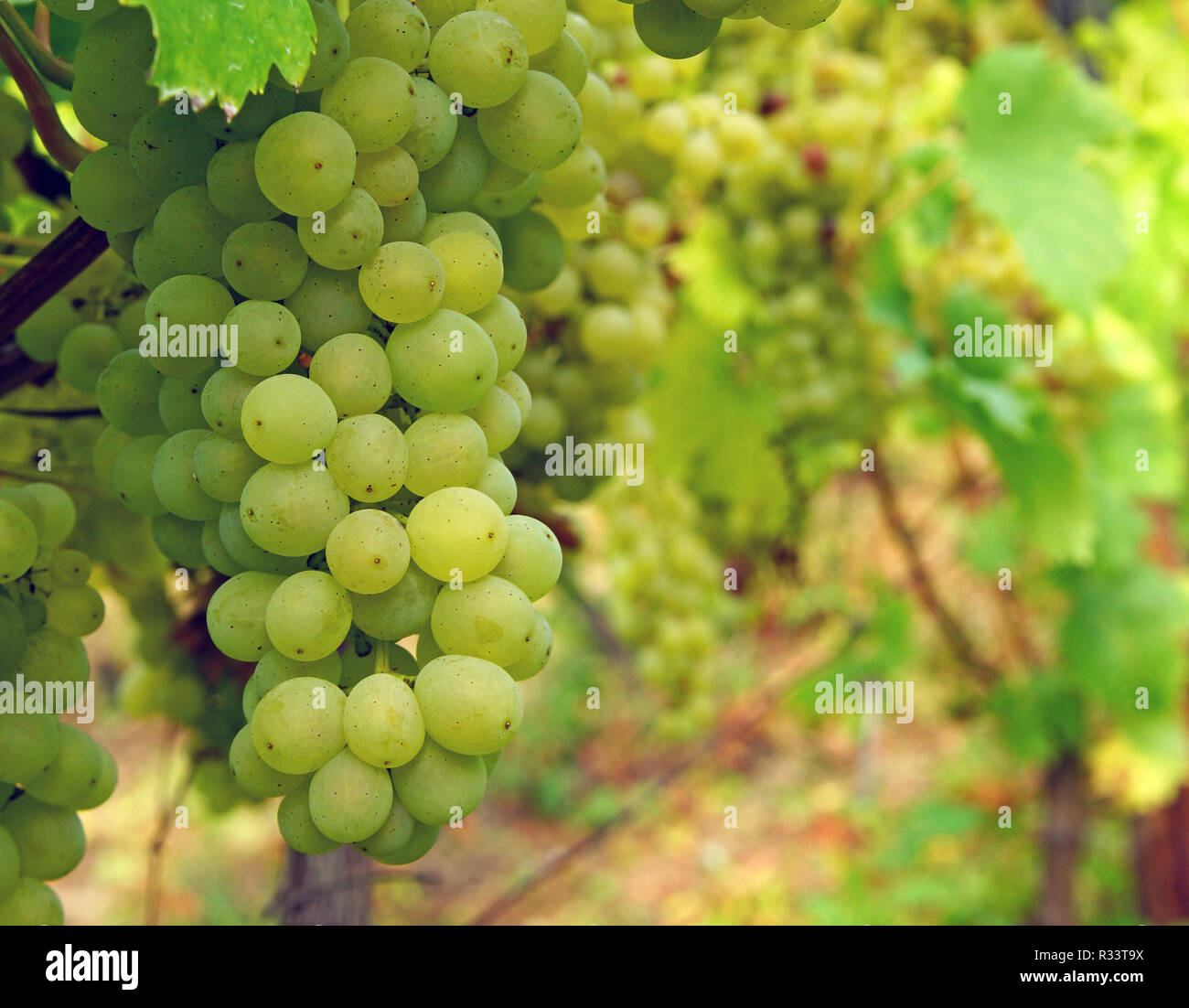 white wine - white wine Stock Photo