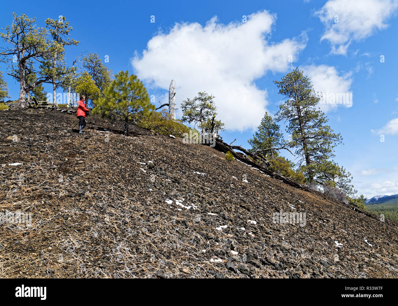 42,835.02052 Woman hiking climbing halfway up the steep slope of black cinder cone with Ponderosa pine trees (Pinus ponderosa), blue sky white clouds Stock Photo