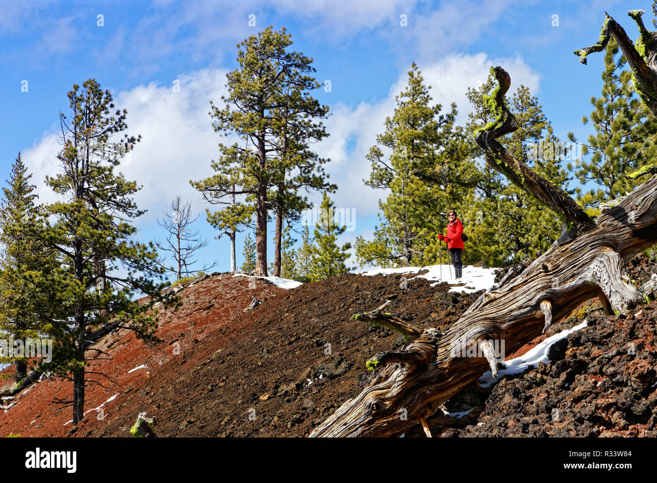 42,835.02086 Woman hiking top of steep red & black cinder cone, Ponderosa pine trees (Pinus ponderosa), dead log slight snow, blue sky white clouds Stock Photo