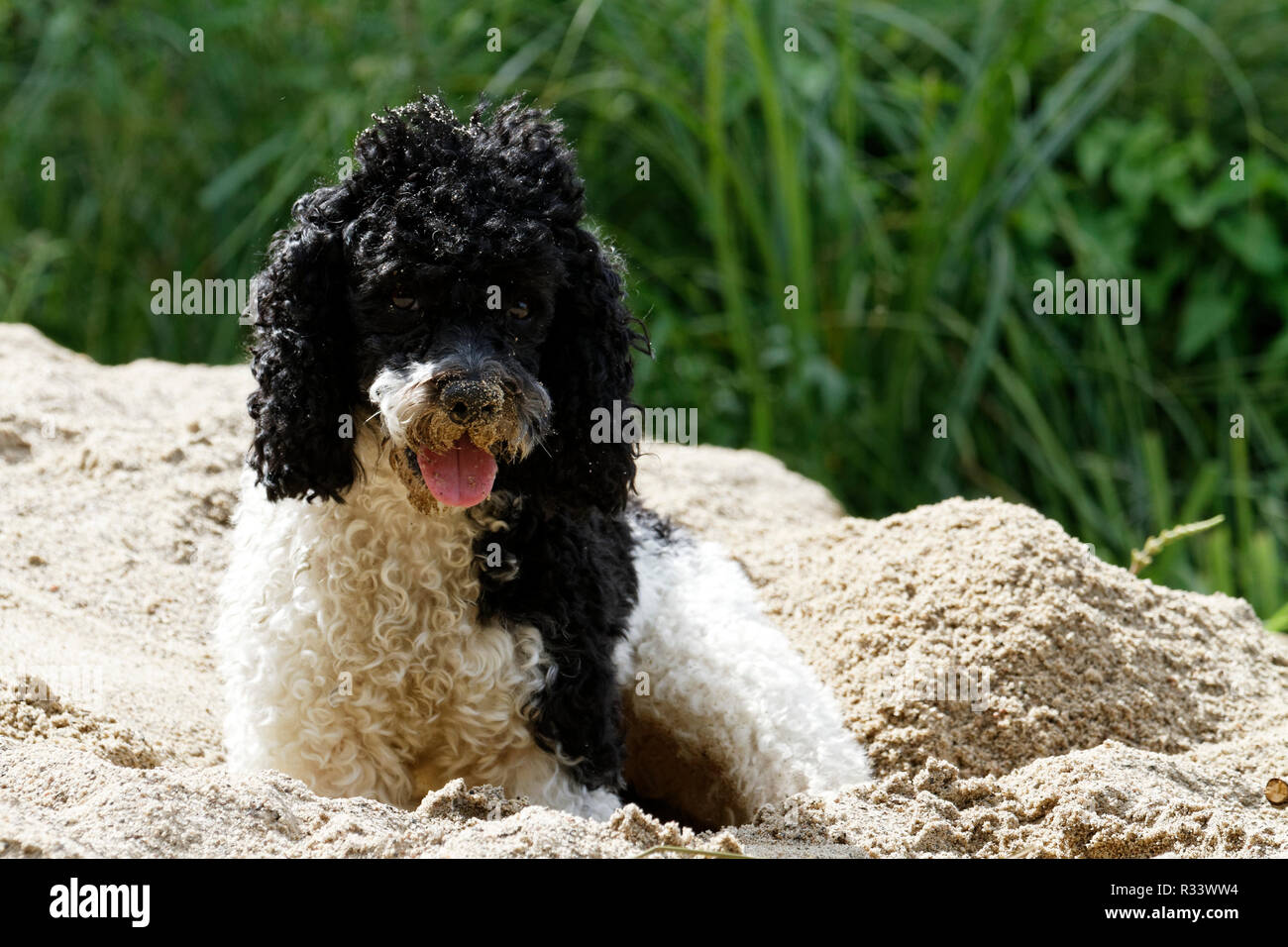 harlequin poodle at play Stock Photo