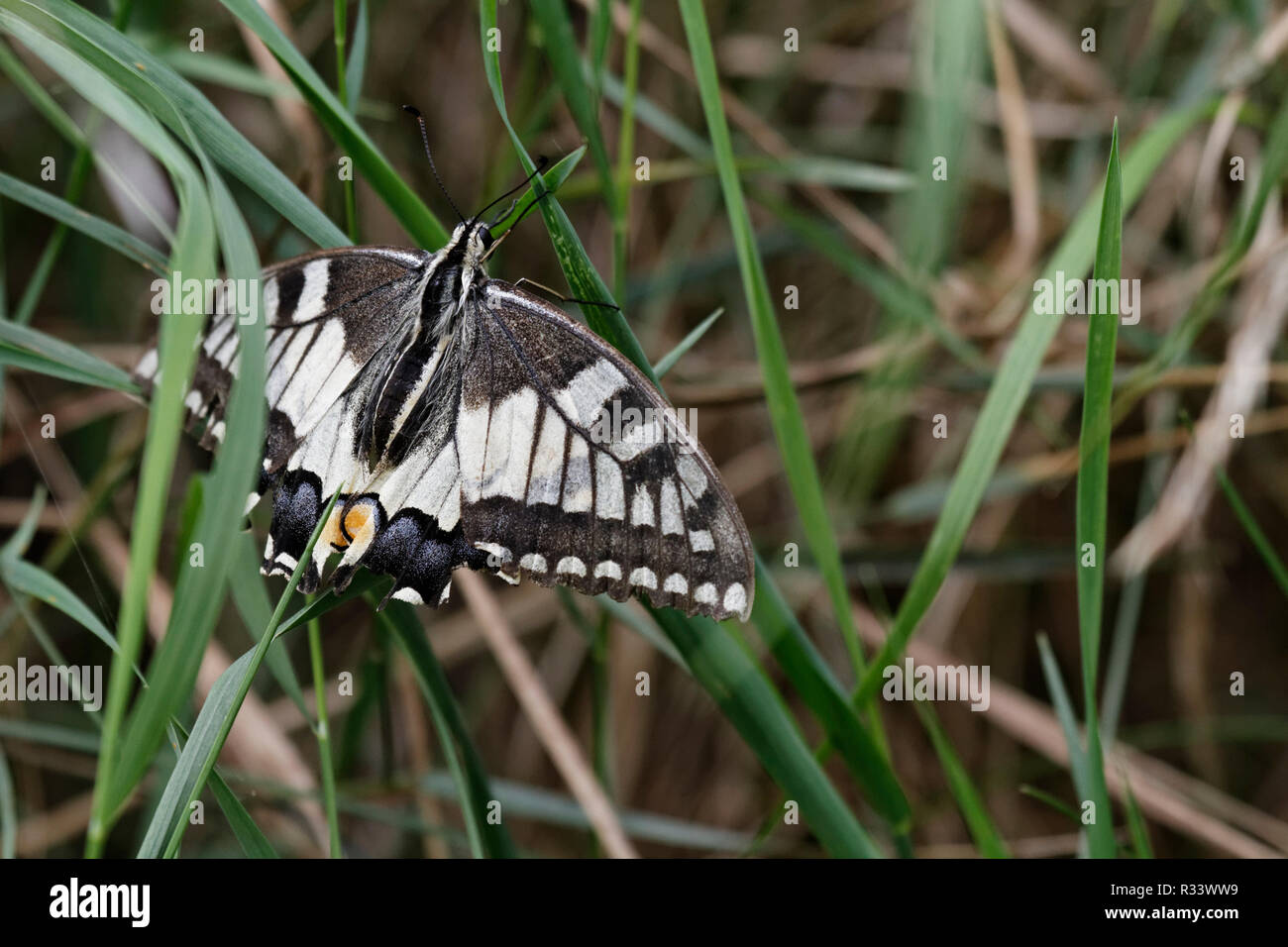 swallowtail,papilio machaon Stock Photo
