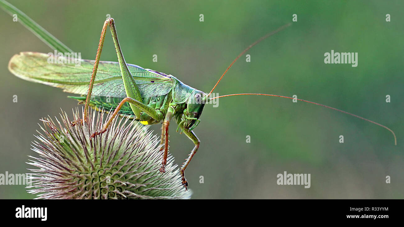 great green bush cricket Stock Photo