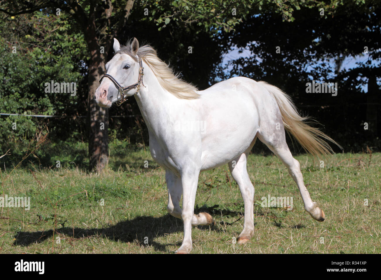 white horse in a pasture Stock Photo - Alamy
