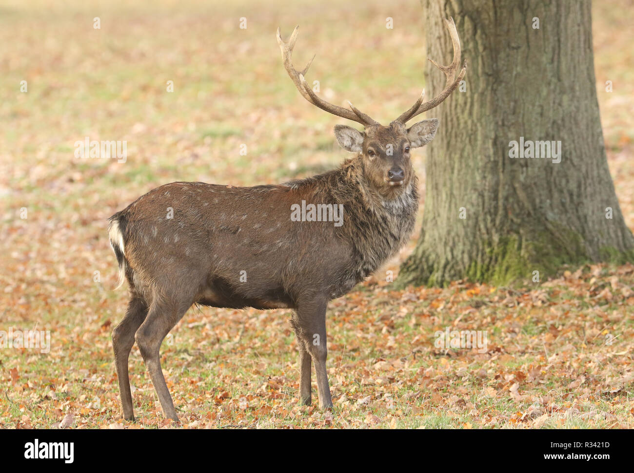 A beautiful Stag Manchurian Sika Deer (Cervus nippon mantchuricus