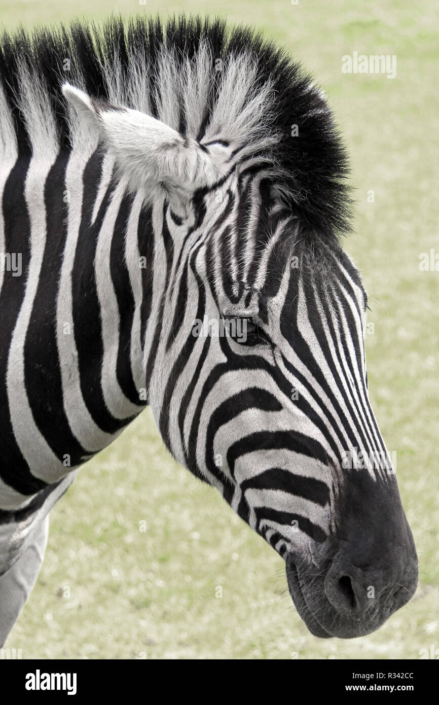 restock zebra 2020