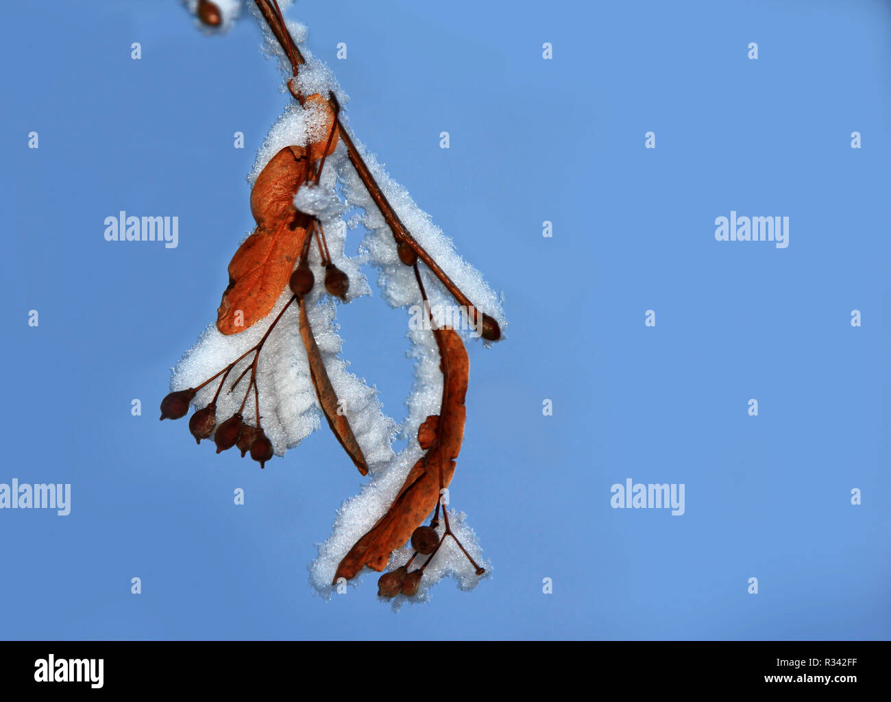 Balder tree hi-res stock photography and images - Alamy