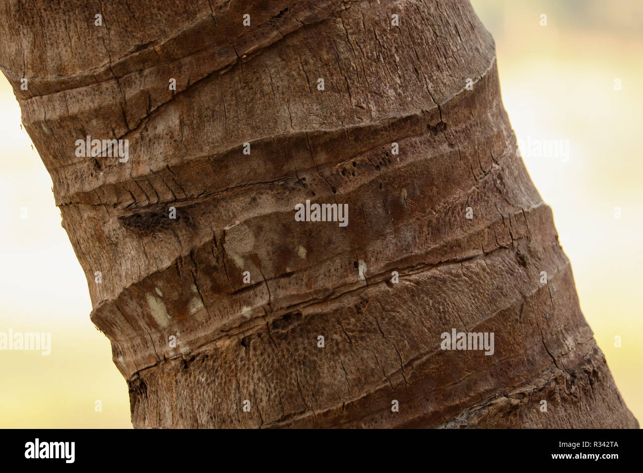 Coconut Trunk Pattern Stock Photo - Alamy