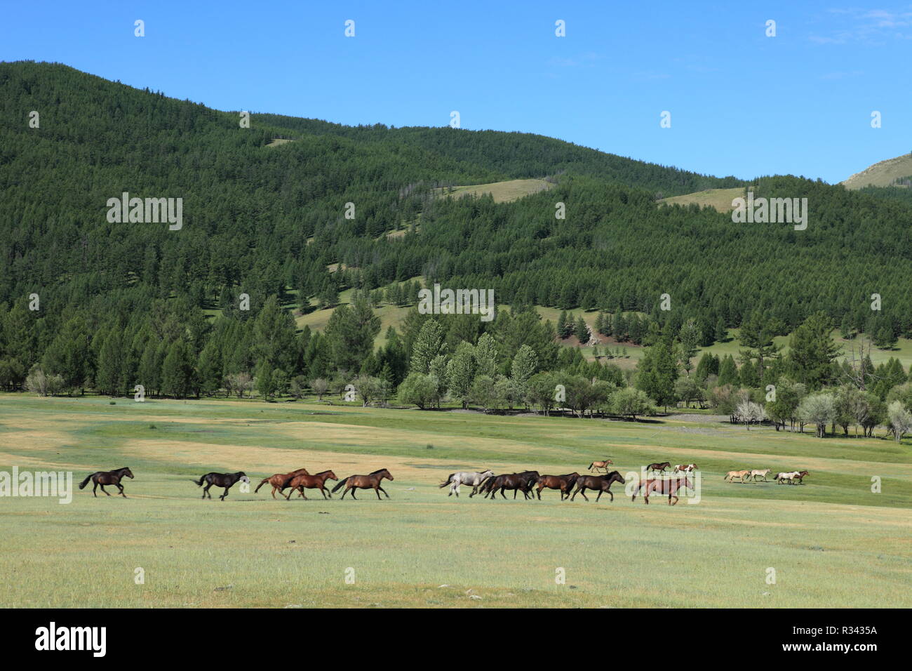horses in the mongolian steppe Stock Photo - Alamy