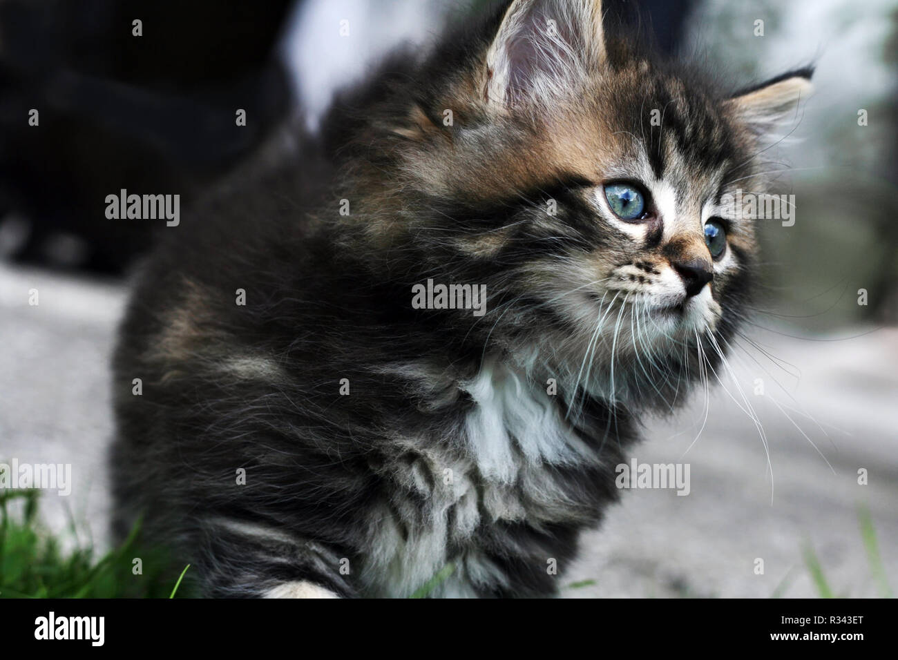 a cute little cat norwegian Stock Photo