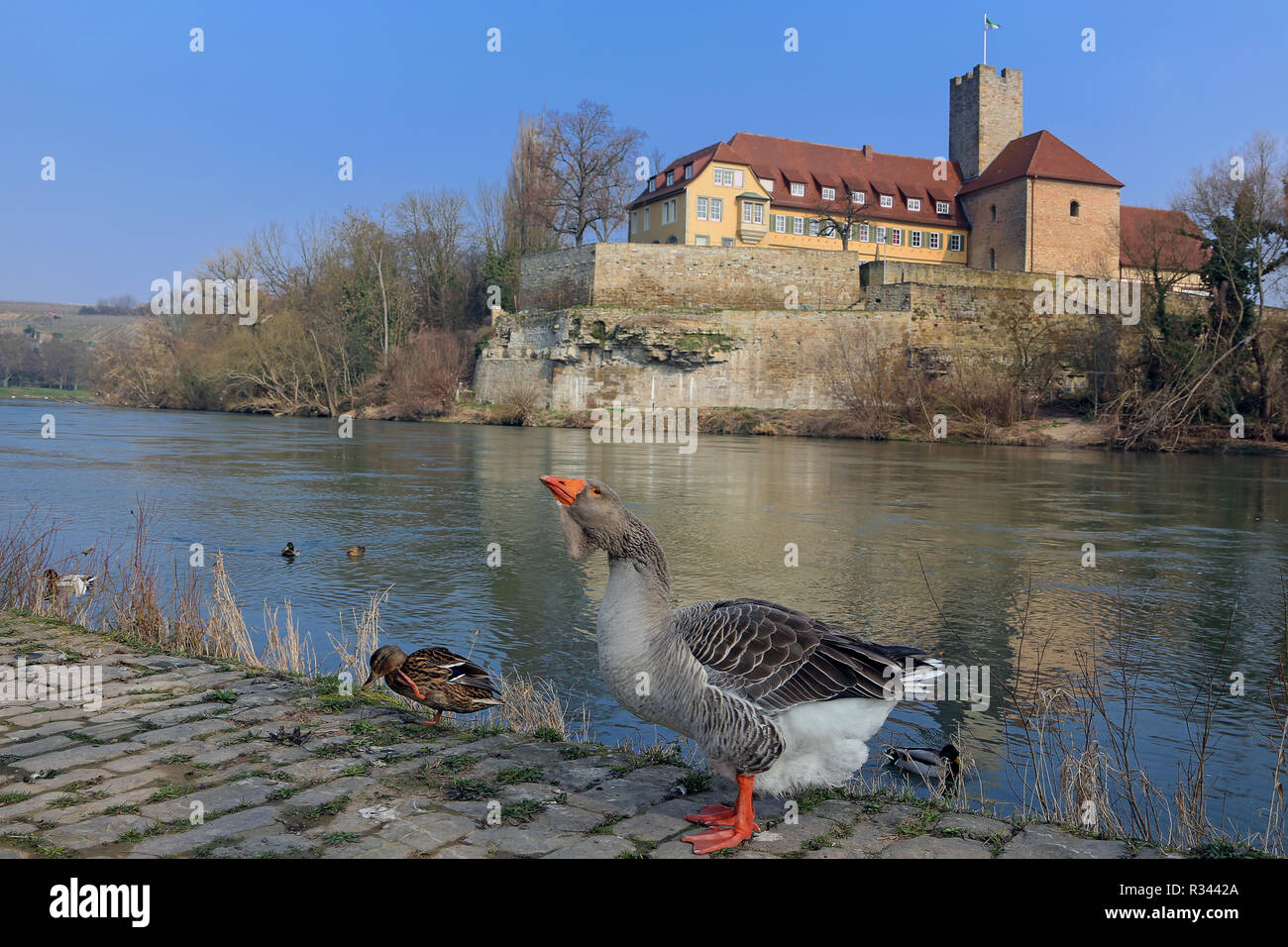 goose and ducks in front of alter burg in lauffen am neckar Stock Photo