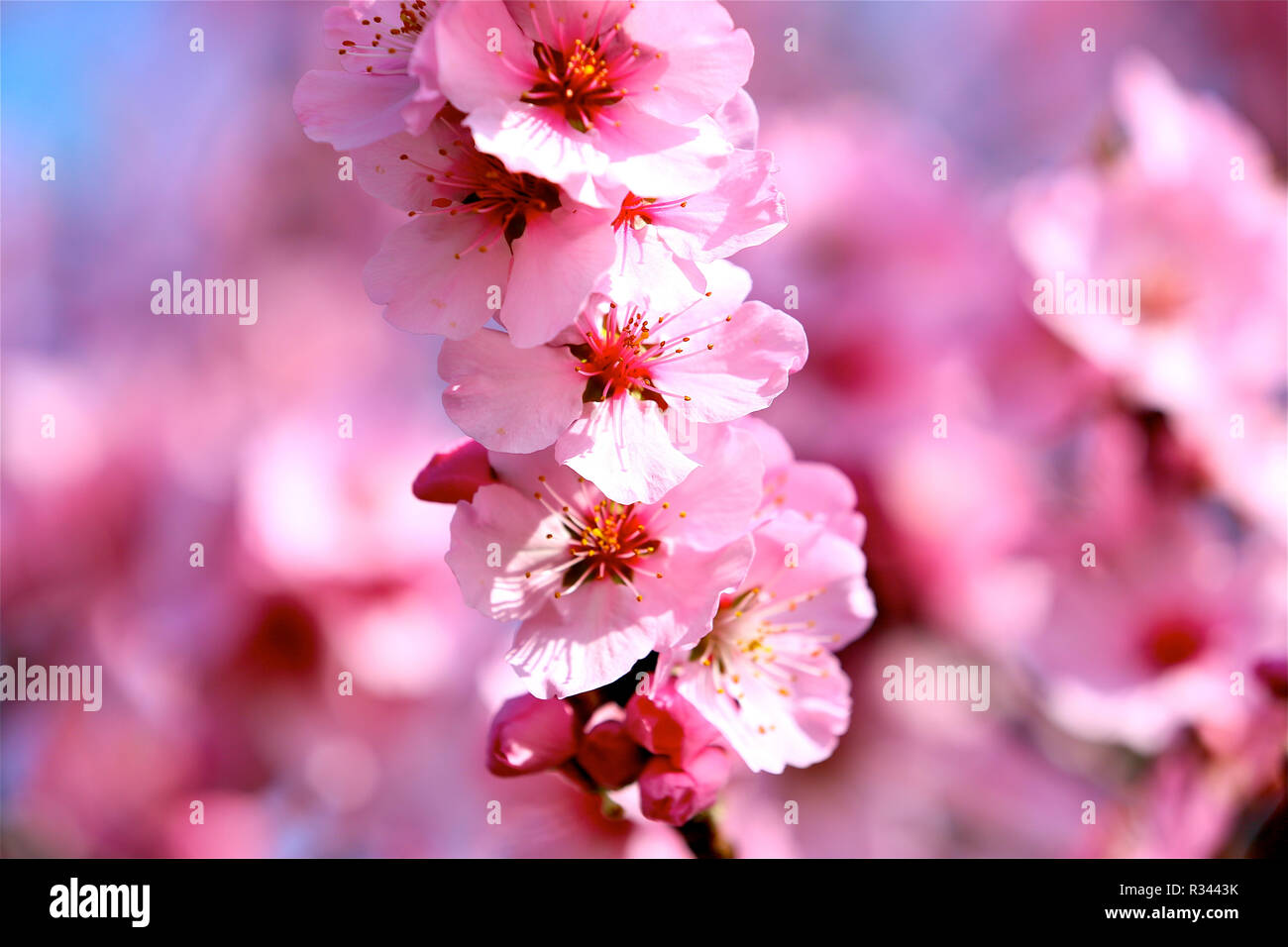 almond blossom festival Stock Photo Alamy