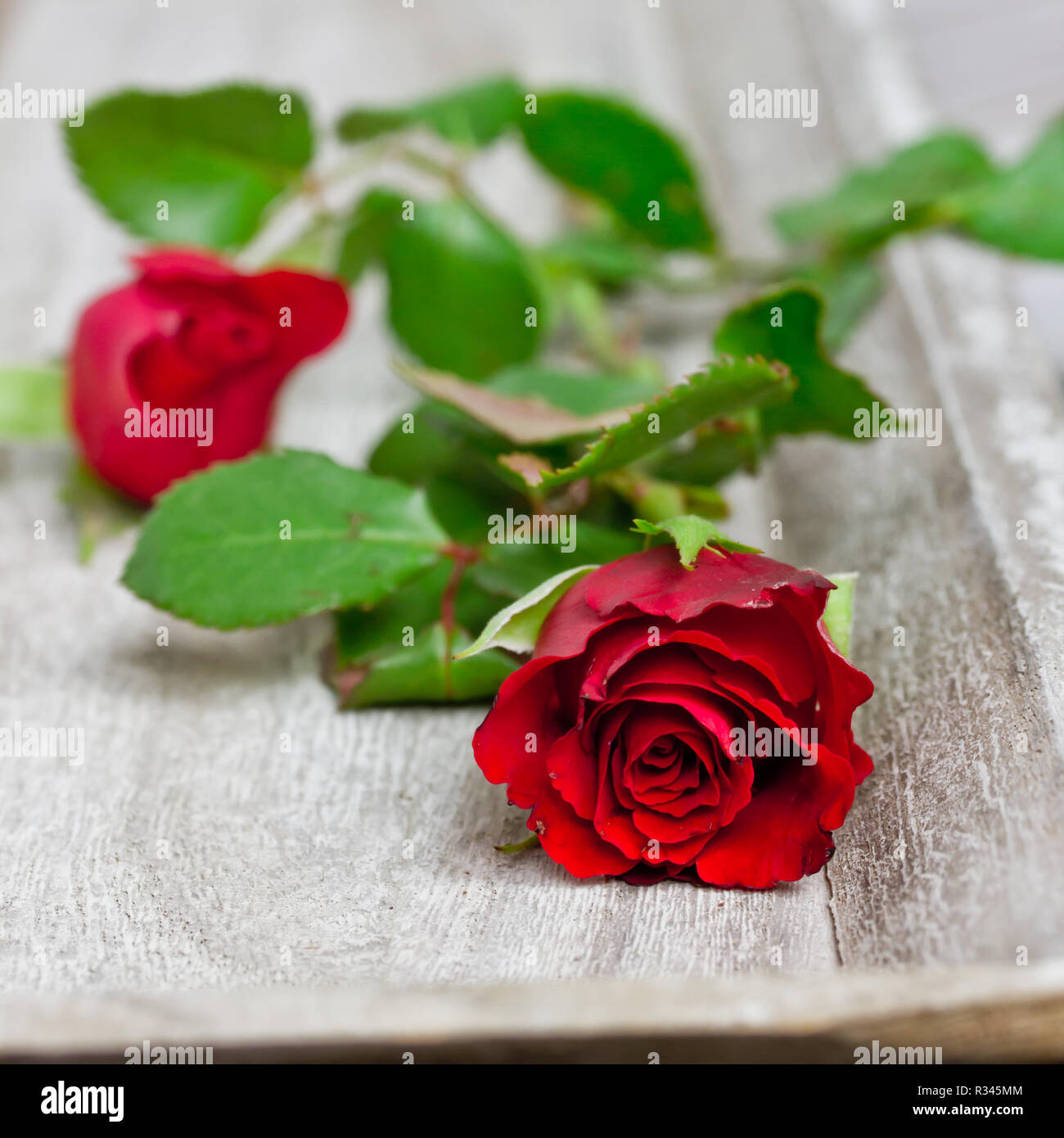 to-give-away-roses-stock-photo-alamy