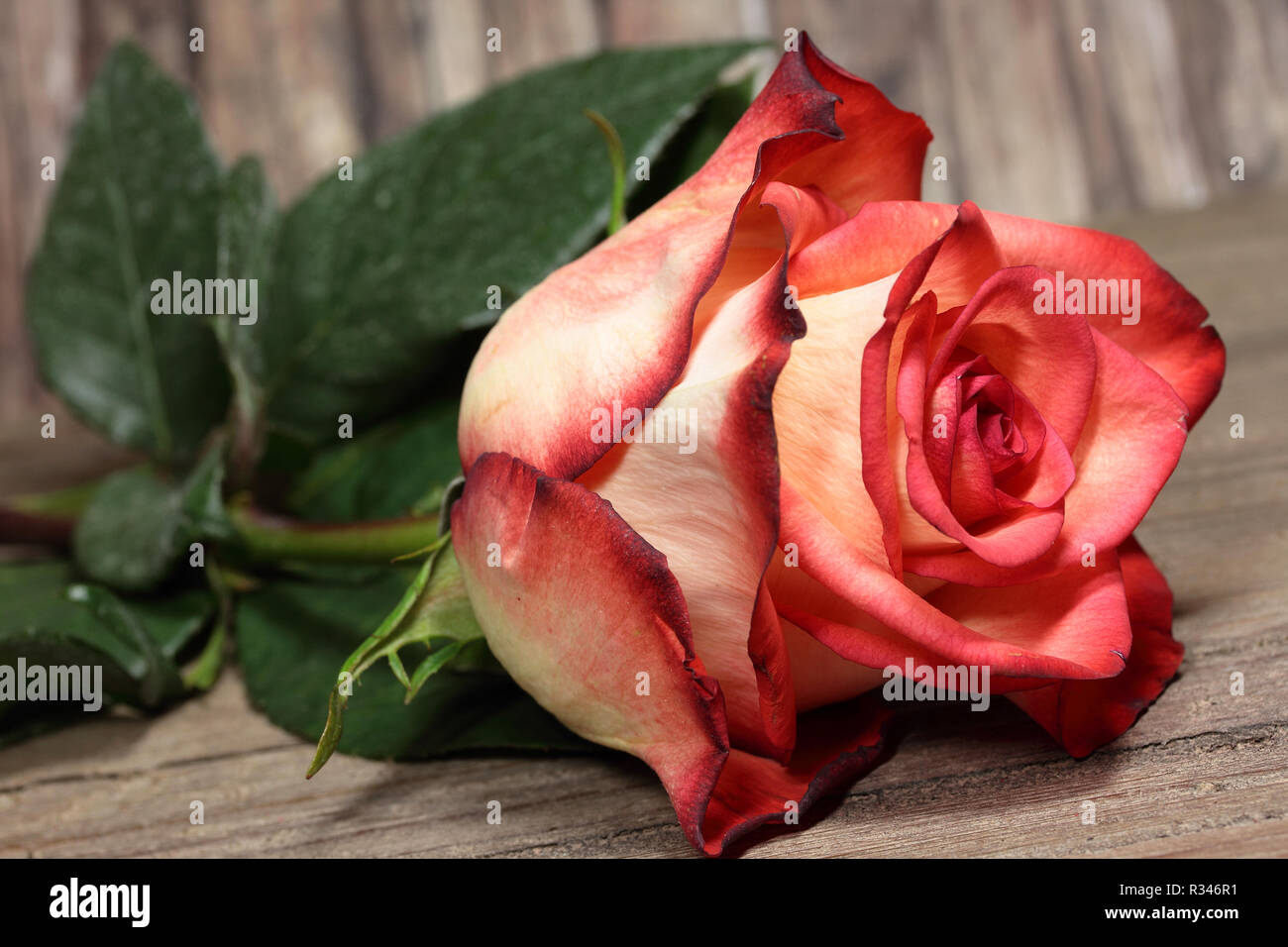 Rose rosa garden party hires stock photography and images Alamy