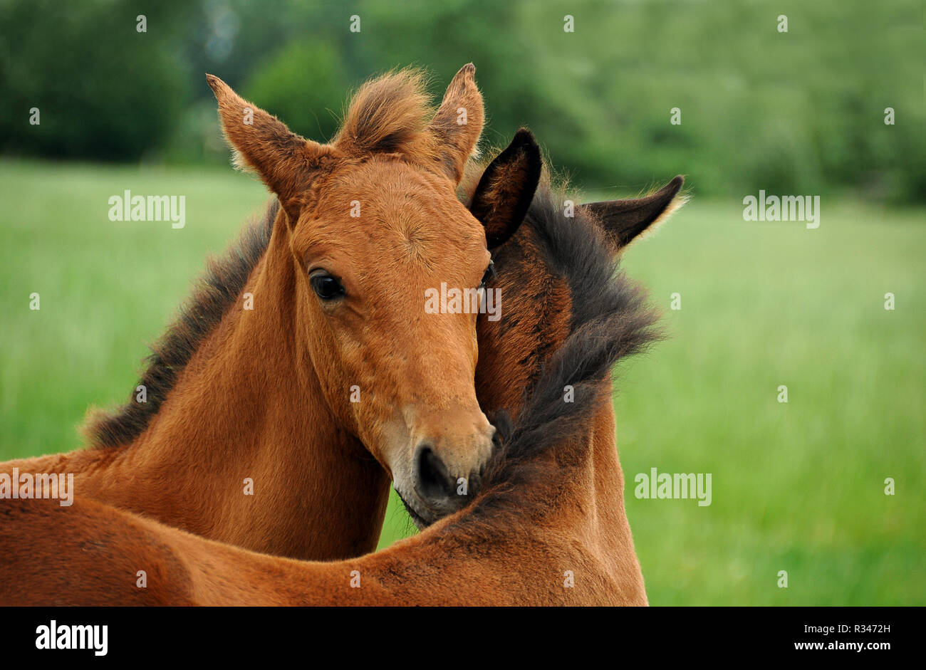 two foals Stock Photo