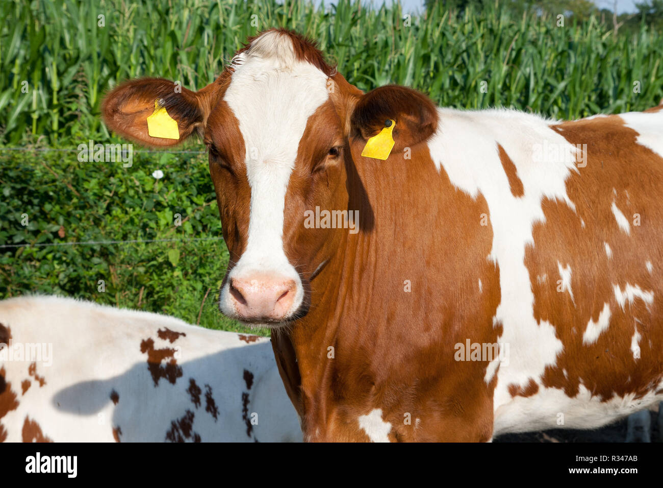cow brown white portrait Stock Photo