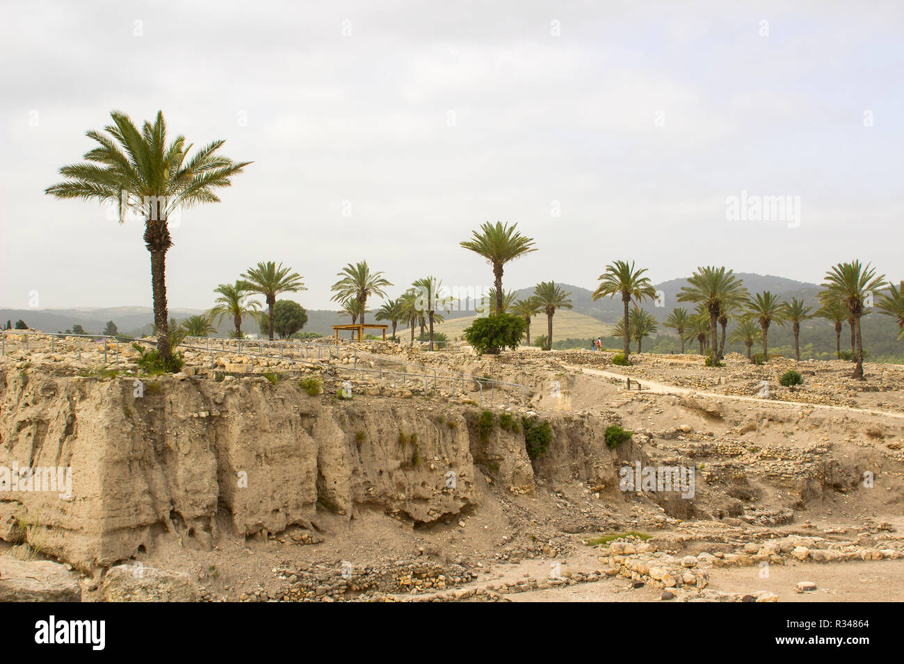 Palm trees growing in the excavations of the ancient city of Meggido in Northern Israel. This