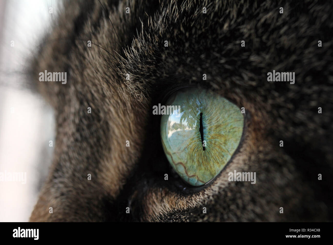 Cat eye side view hires stock photography and images Alamy