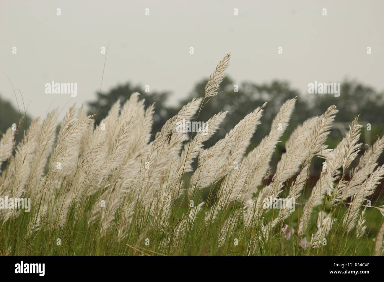 Beautiful hairy white coloured grass flower with green stem named kaasi swaying in the wind with blurred trees and sky in the background Stock Photo