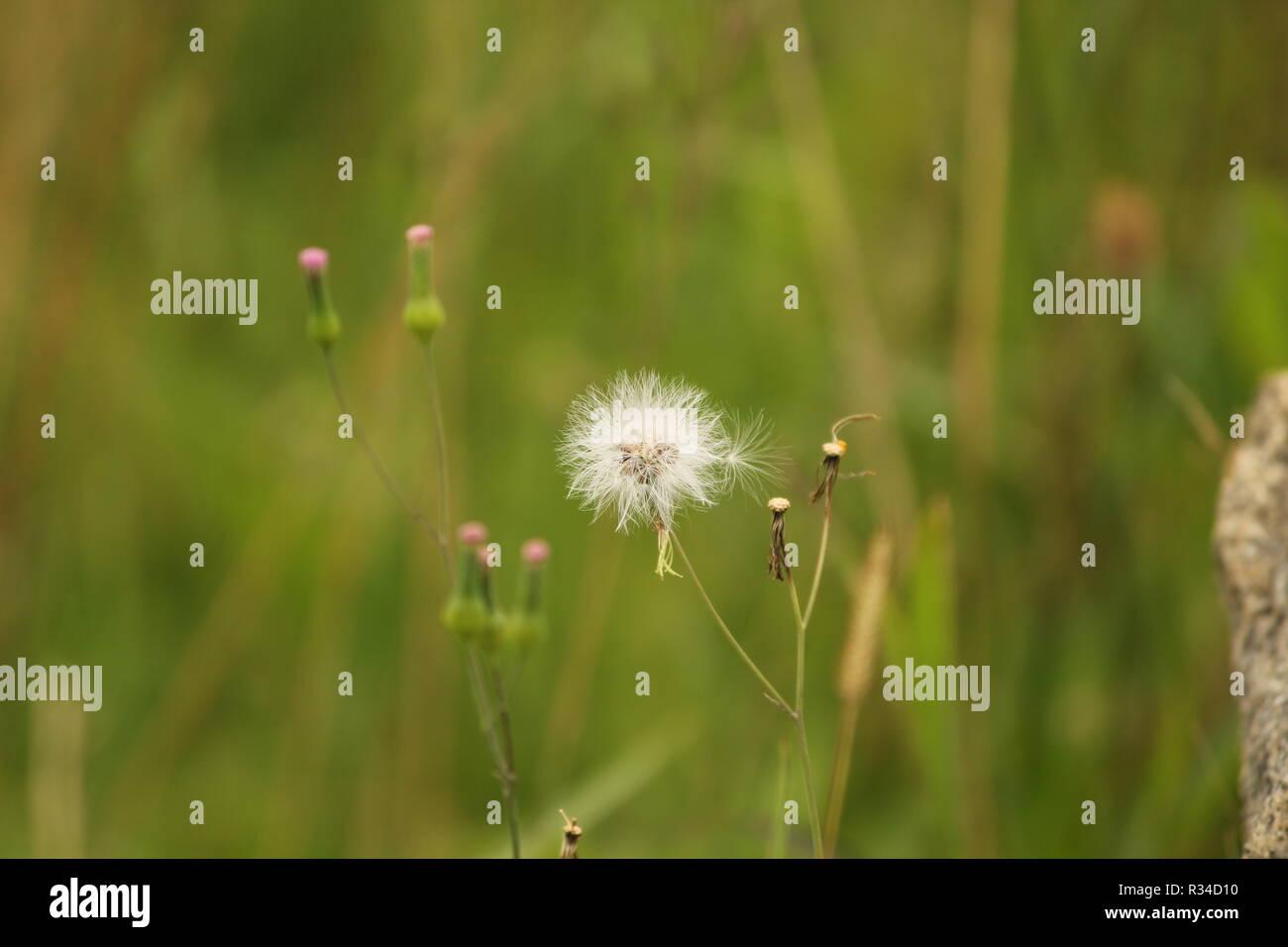 Photo background of macro white fluff against flowers in summer Stock Photo  - Alamy