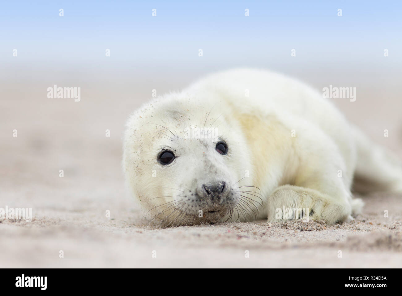 curious seal pup Stock Photo