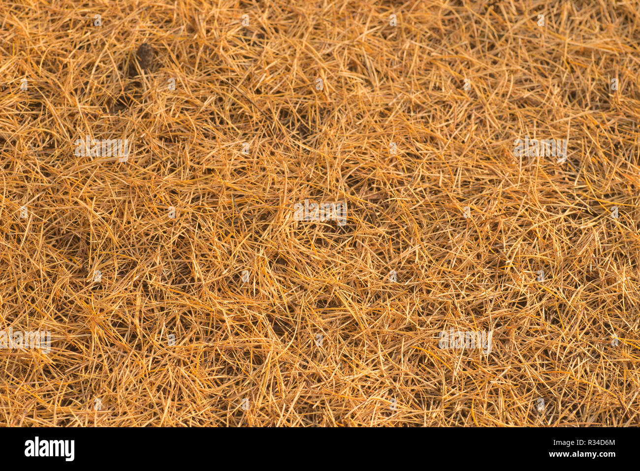 yellow fallen larch needles on ground Stock Photo