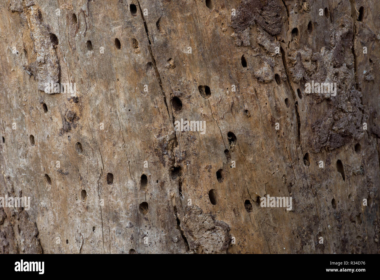 pine tree trunk eaten by bark beetles background Stock Photo
