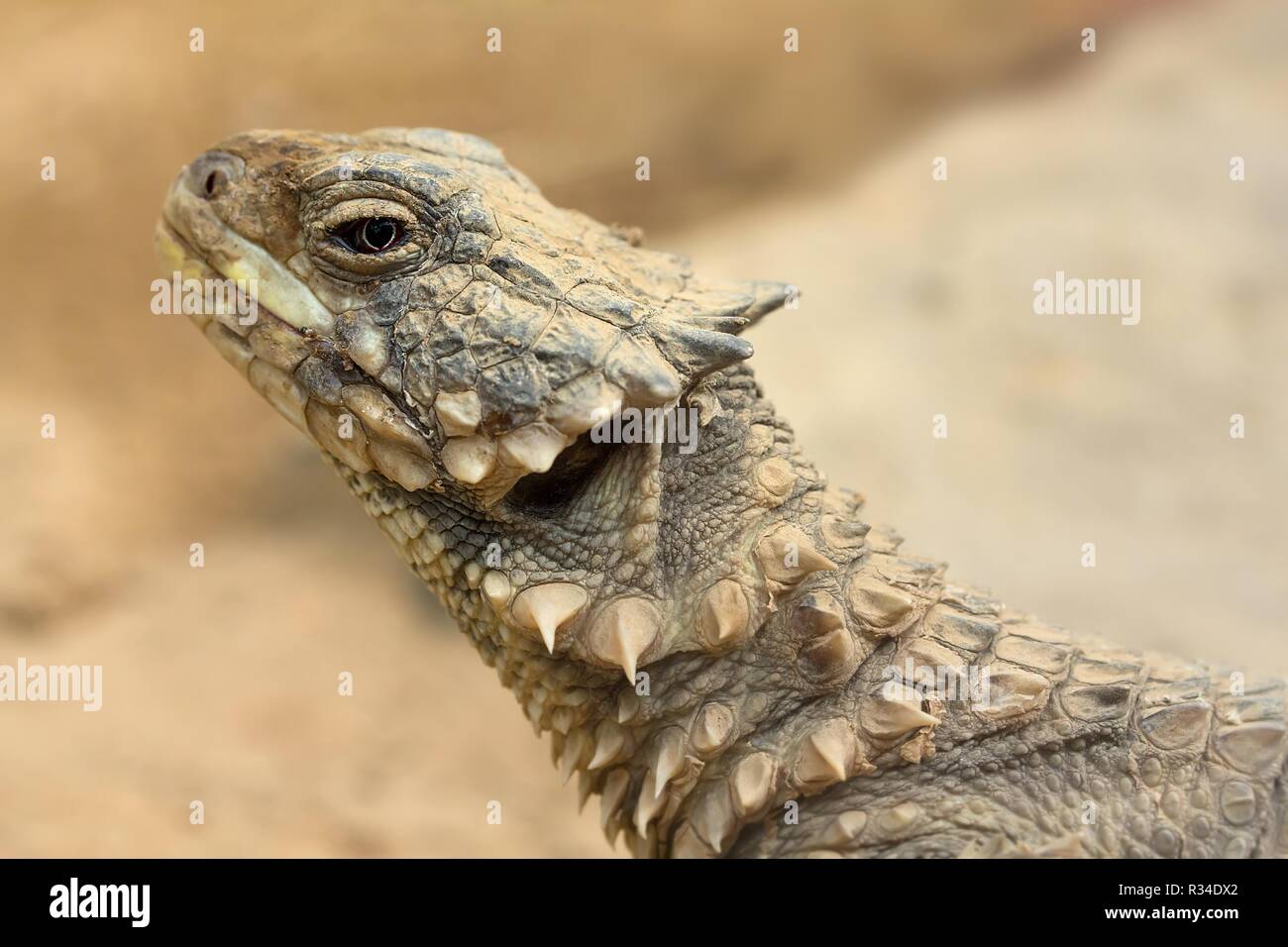 giant girdled lizard / sungazer Stock Photo