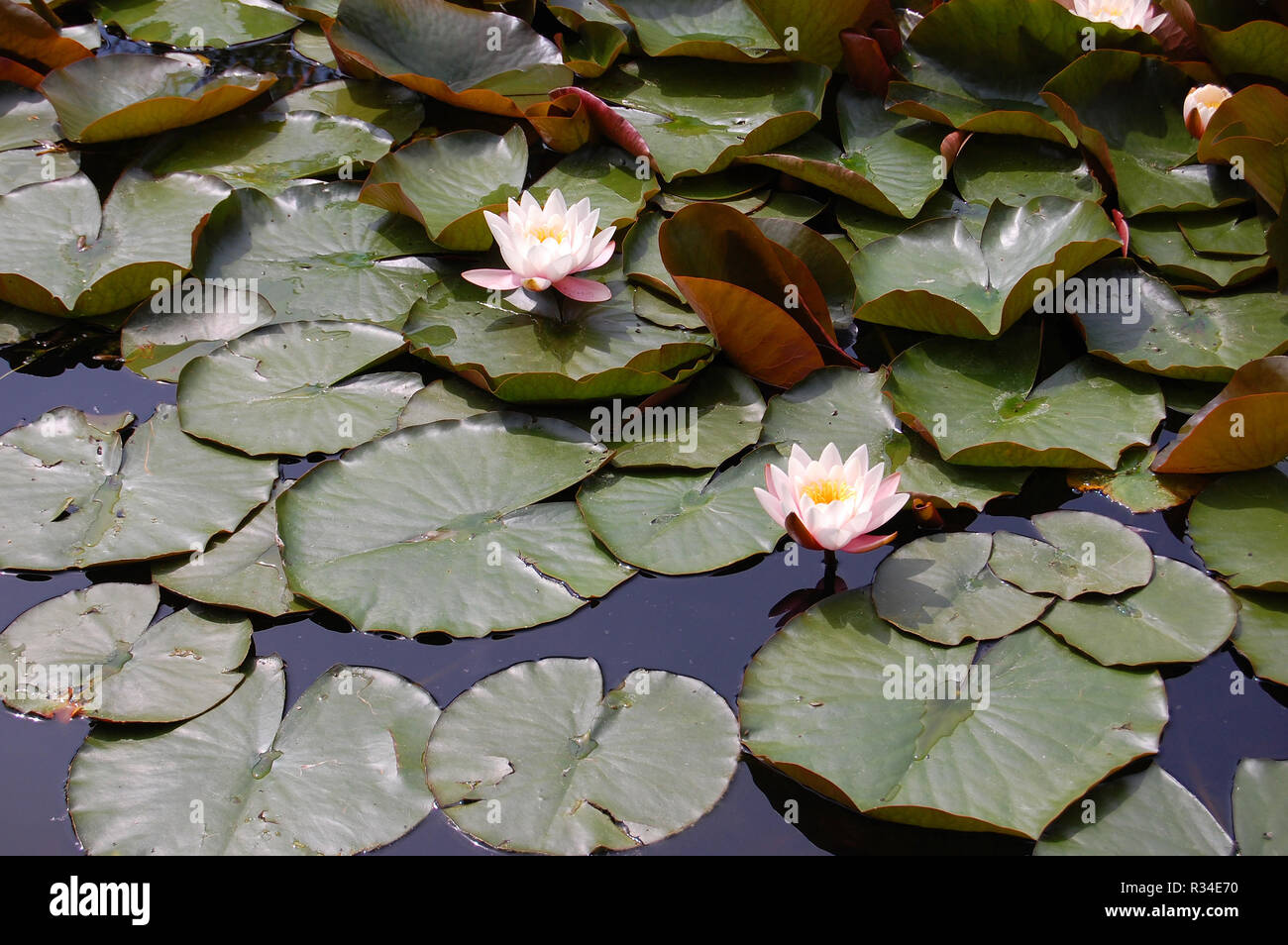Gorgeous white water lily hi-res stock photography and images - Alamy