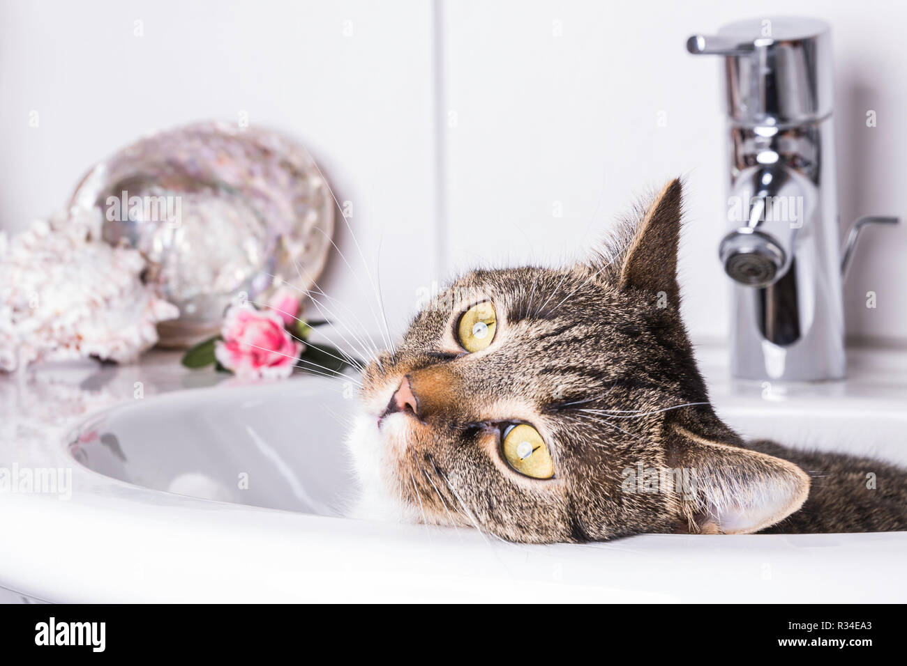 cat in the sink Stock Photo