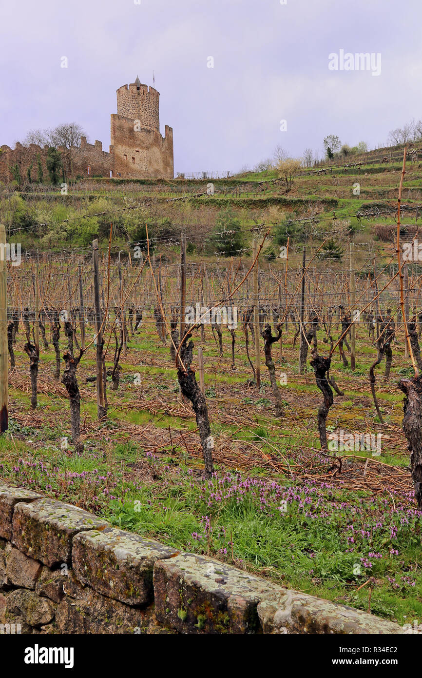 viticulture below the chateau de kayserberg Stock Photo