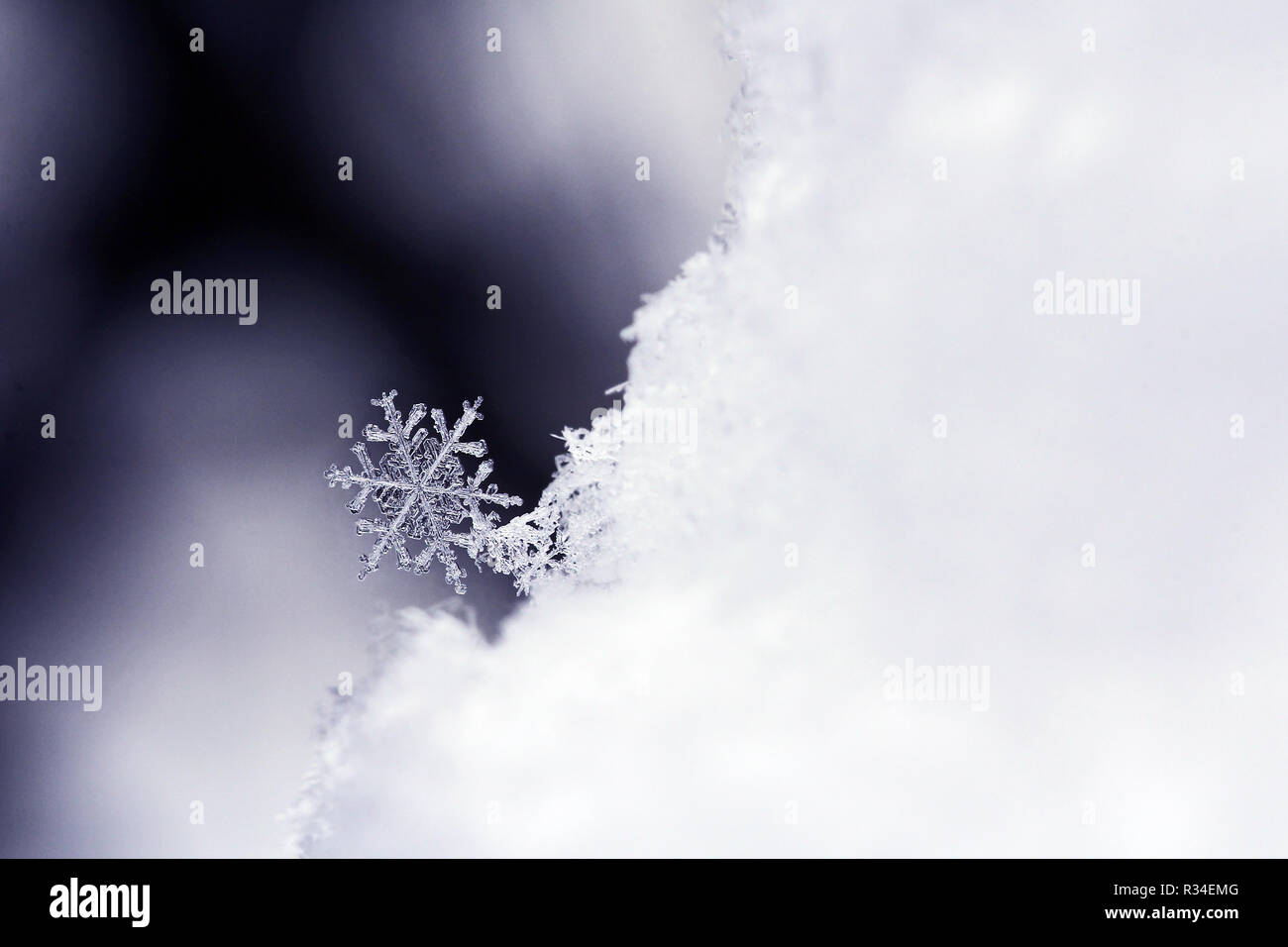 Schneestern hi-res stock photography and images - Alamy