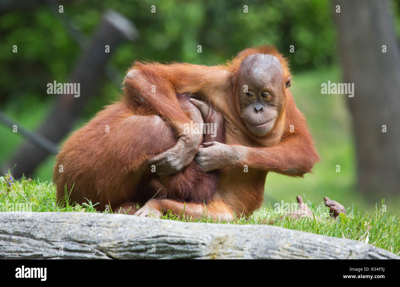 gambling orangutans Stock Photo