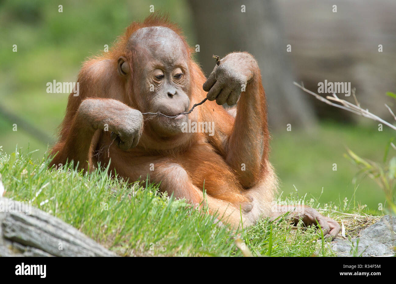 playing orang utan child Stock Photo