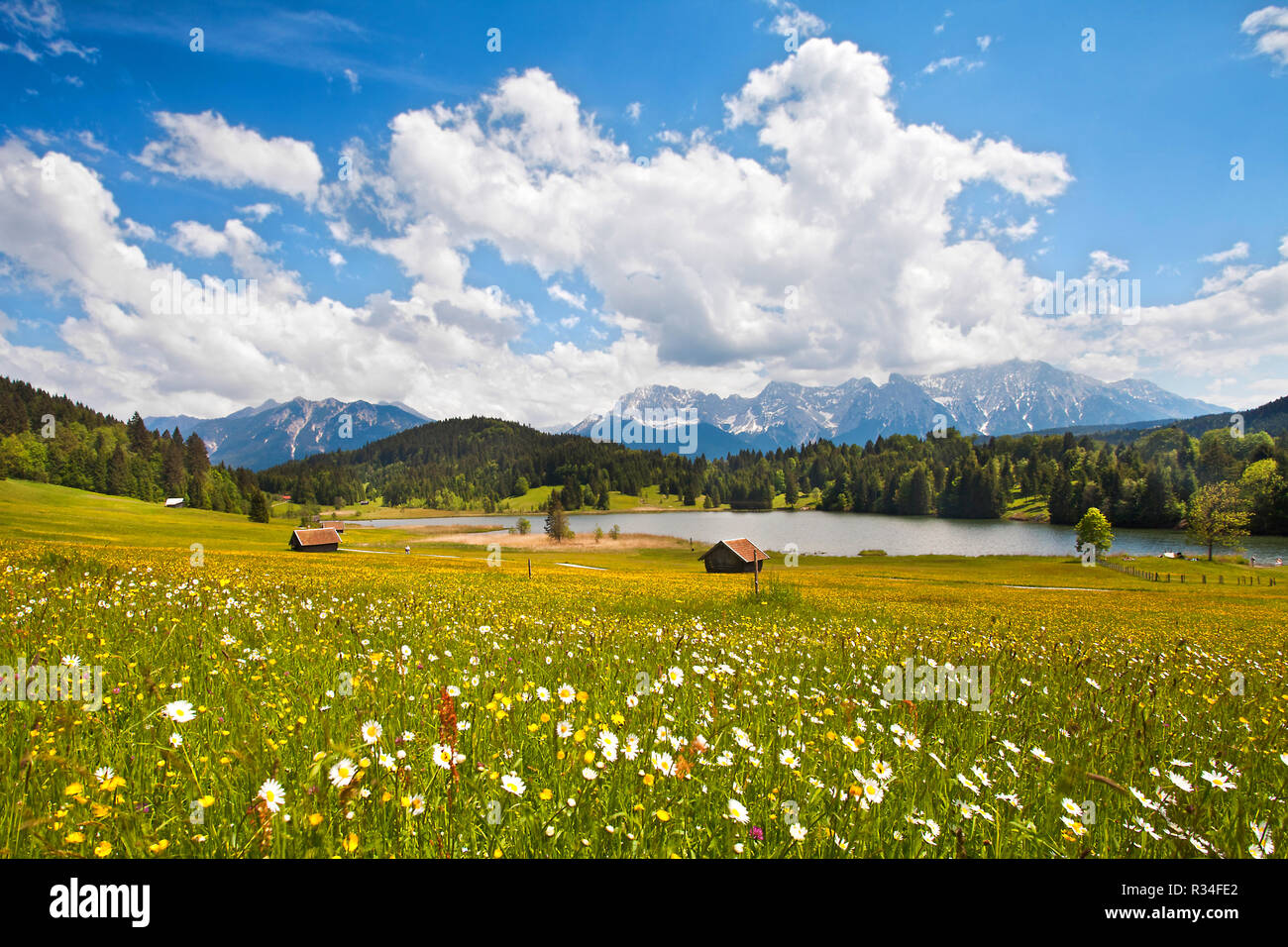 flower meadow in the pre-alps Stock Photo
