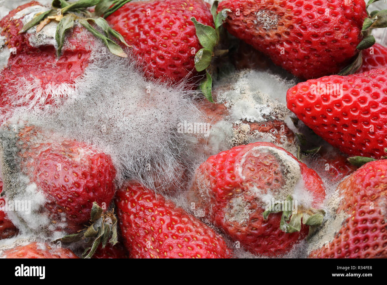 rotten strawberries Stock Photo