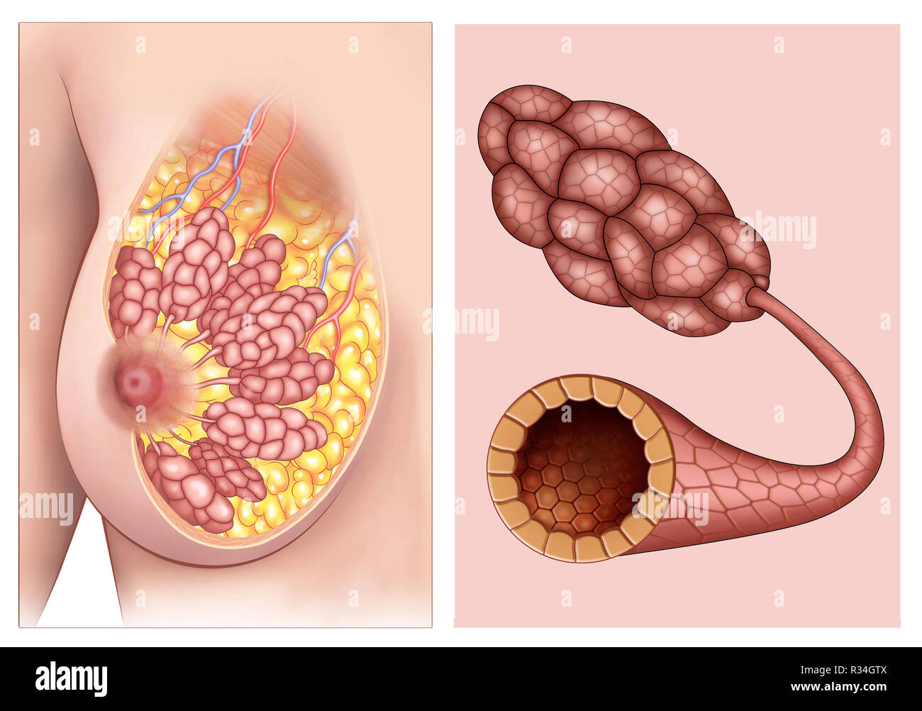 Anatomia de los pechos de mujer, en la que se puede ver claramente los lobulos y conductos mamarios. Stock Photo