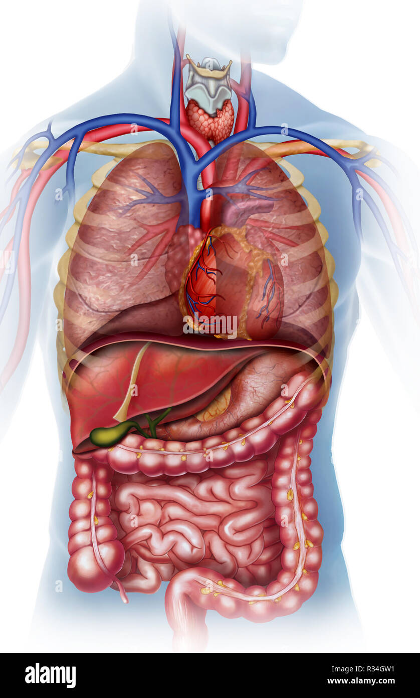 Anatomía y fisiología del cuerpo humano Stock Photo